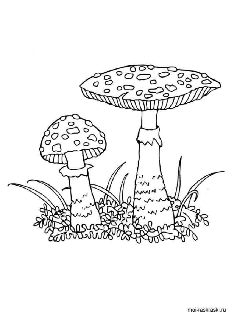Розмальовки Гриби