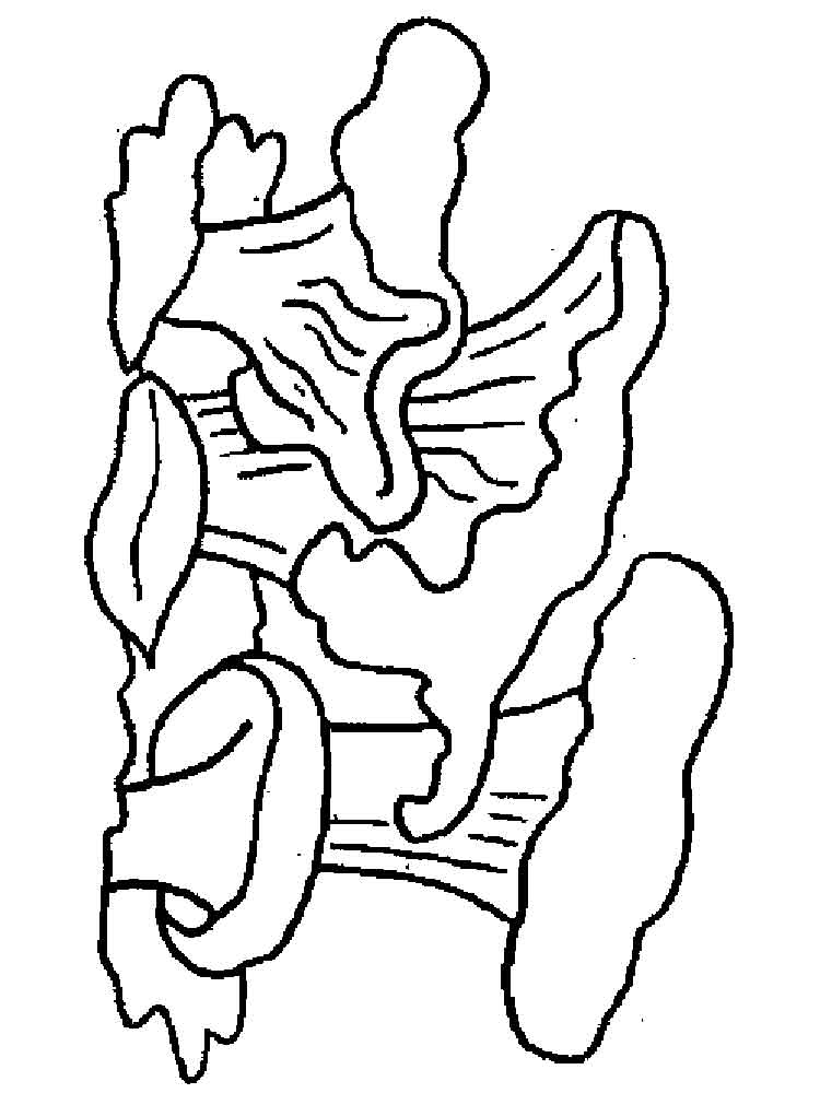 Розмальовки гриби Лисички