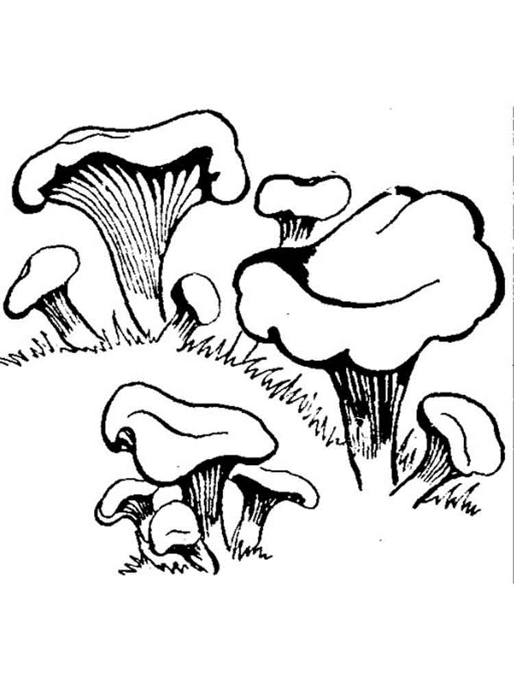 Розмальовки гриби Лисички