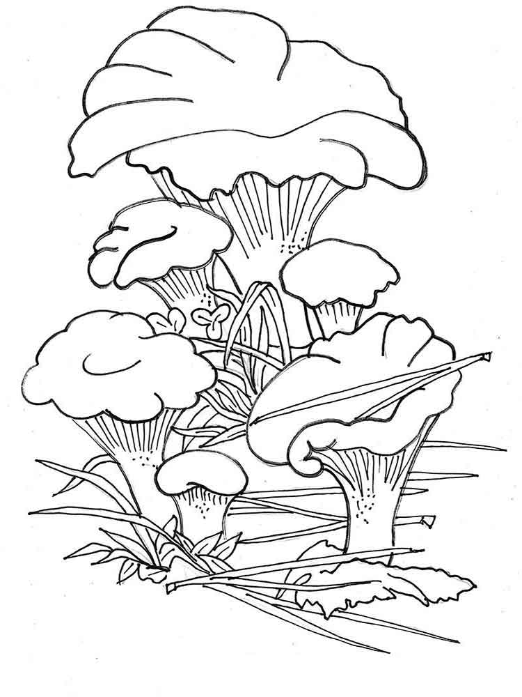 Розмальовки гриби Лисички