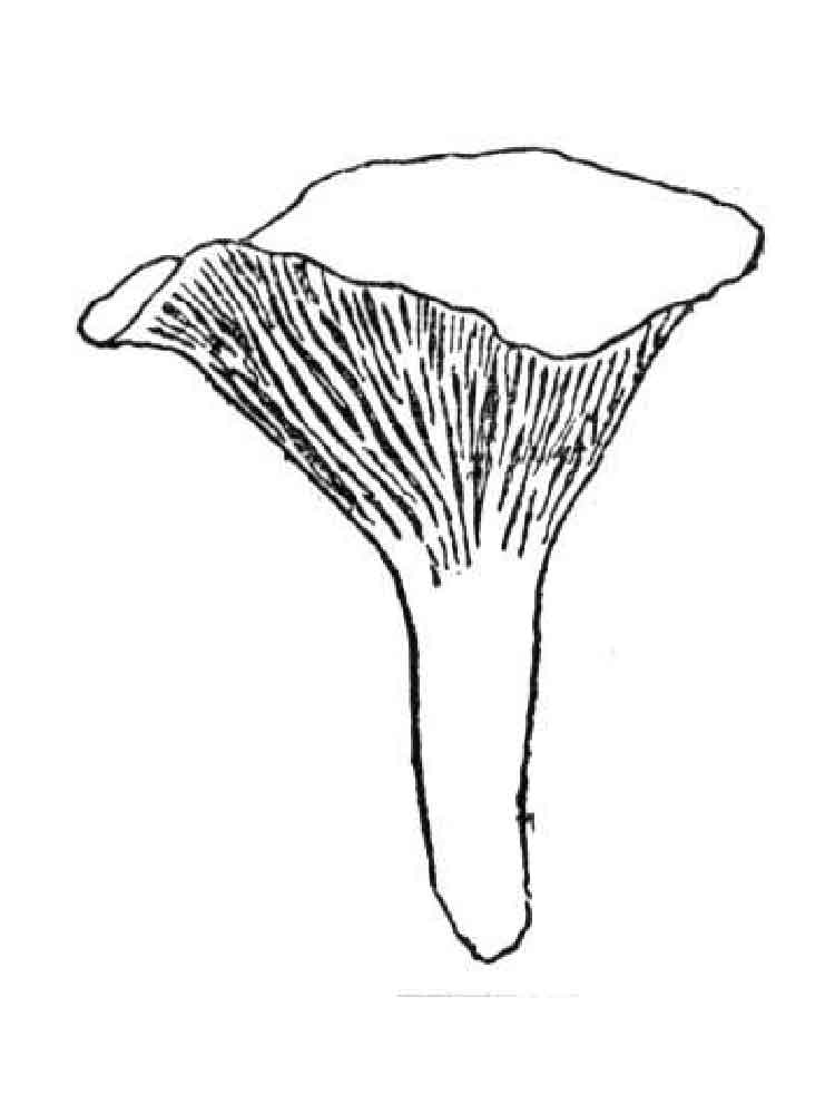 Розмальовки гриби Лисички