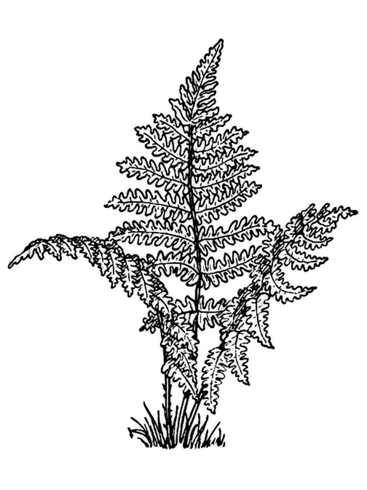 Розмальовки Папороть