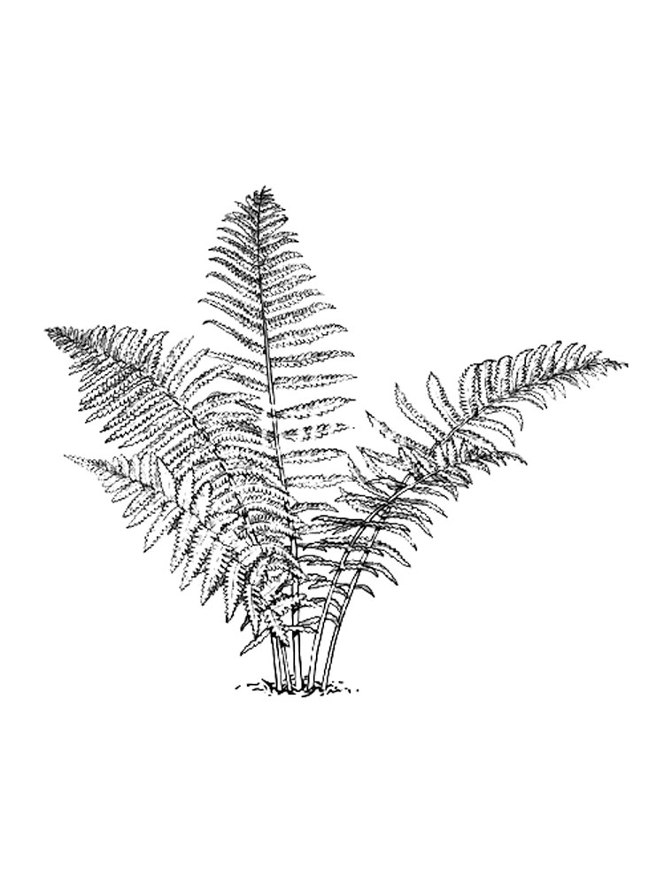 Розмальовки Папороть