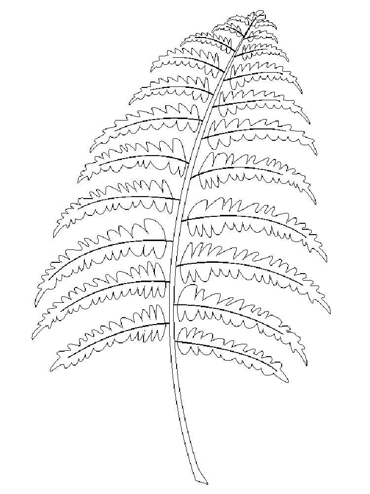 Розмальовки Папороть