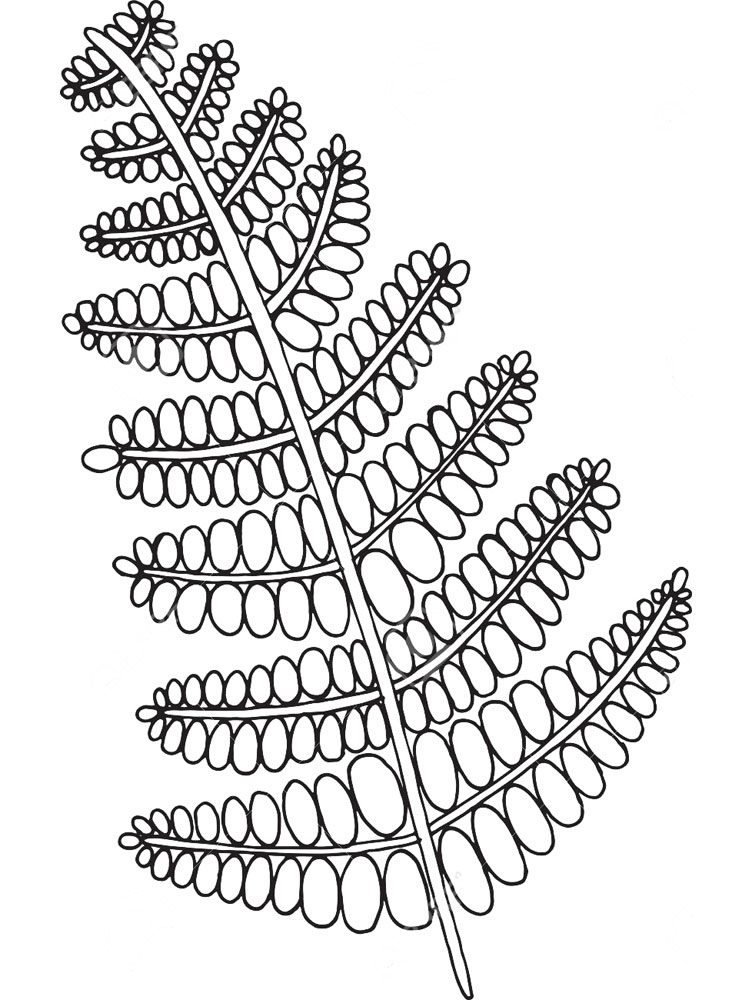 Розмальовки Папороть
