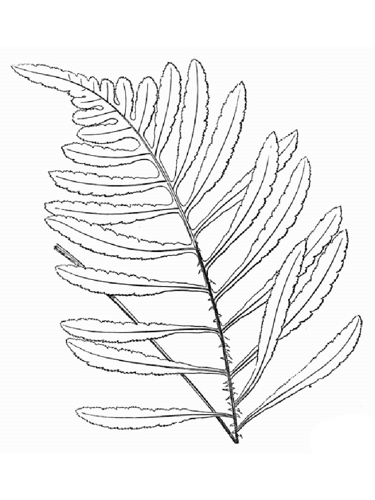 Розмальовки Папороть