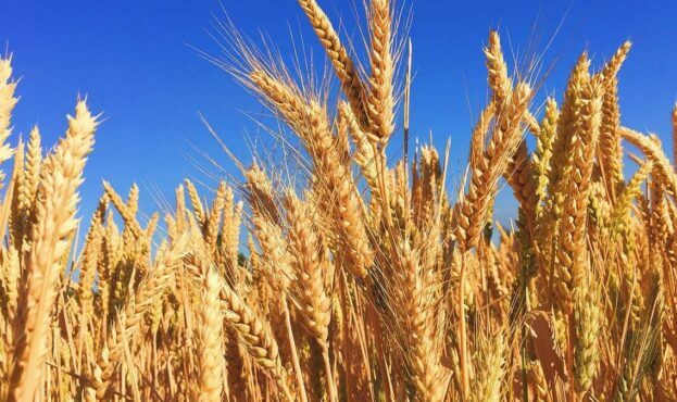 Продаж пшениці на Українській універсальній біржі